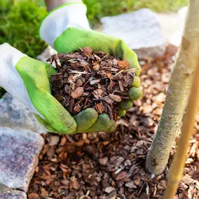 French Maritime Pine Bark Extract